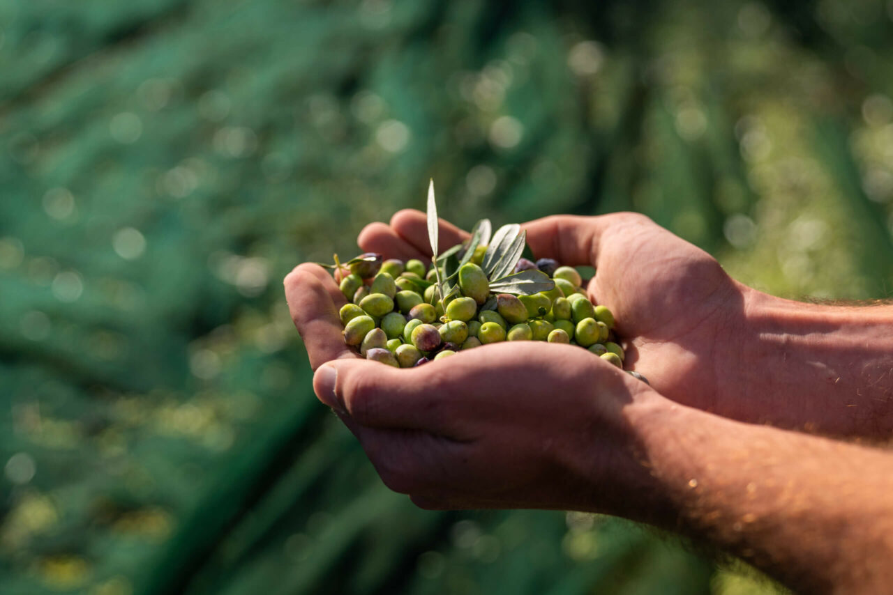 Hands holding olives