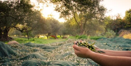 Hands holding olives 2